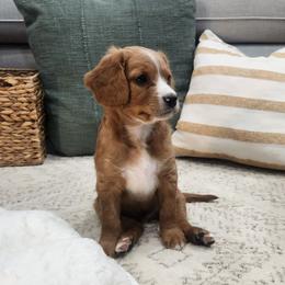 Tank - Brown male Cavapoo puppy in Highland, Utah from Angel Pups Deluxe
