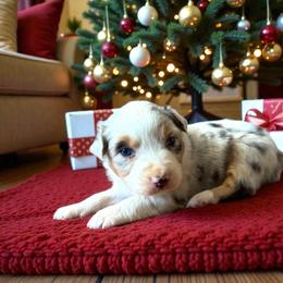 Deetz - Blue merle male Australian Shepherd puppy in Statesville, North Carolina from Charming Australian Shepherds