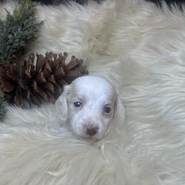 Snowy - Dapple male Dachshund puppy in Washburn, Tennessee from Clinch Mountain Dachshunds