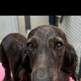 Xena - Dachshund
