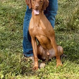 Buck - Vizsla