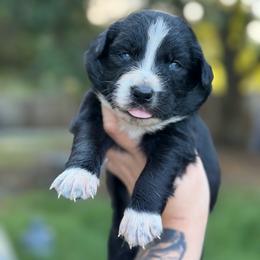Cowboy - Black & white male Australian Shepherd puppy in Polk City, Florida from Skaky Shepherds
