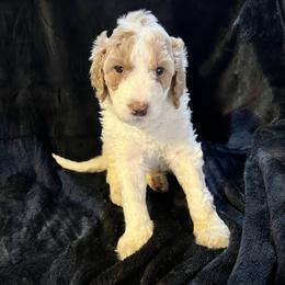 Elwood - Parti male Goldendoodle puppy in Raleigh, North Carolina from Tar Heel Doods