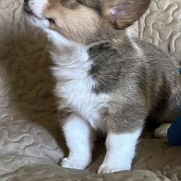 Mila - Sable Pembroke Welsh Corgi puppy in Lima, New York from Hickory Springs Corgis