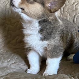 Mila - Sable Pembroke Welsh Corgi puppy in Lima, New York from Hickory Springs Corgis