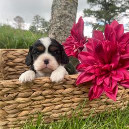 AKC Tri Female - Tri-color female Cavalier King Charles Spaniel puppy in Bastrop, Texas from Puppy PlayPen