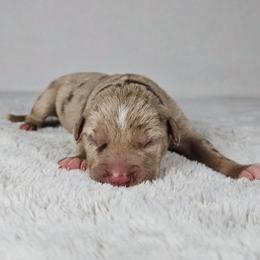 Smith - Red merle male Catahoula Leopard Dog puppy in Doerun, Georgia from Twig & Tail Puppies