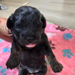 Girl 2 - Black female Havapoo puppy in Cedar Springs, Michigan from Pridespoodles