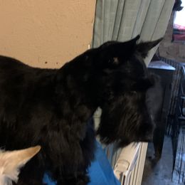 Emma - Scottish Terrier