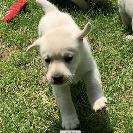 Labrador Retriever Puppies from Findaway Labradors