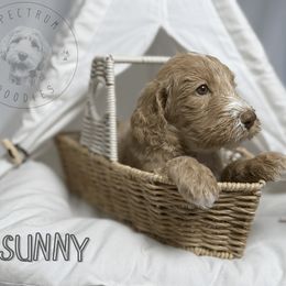 Sunny - Parti male Goldendoodle puppy in Ama, Louisiana from Spectrum Doodles