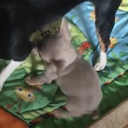 Chihuahua Puppies from Chi Storks Chihuahuas