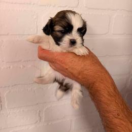 More white parti brindle - Brindle and white female Shih Tzu puppy in Hibbing, Minnesota from Iron Range Shih Tzu and Puppies