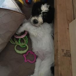 Bernedoodle and Poodle Puppies from Sunset Family Farm
