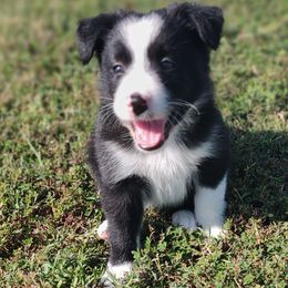 Gemma-ABCA - Black and white female Border Collie puppy in Bixby, Oklahoma from Bond Border Collies