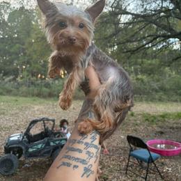 Dream - Yorkshire Terrier