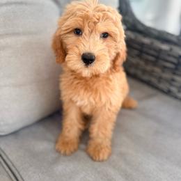 Belle - Red  female Goldendoodle puppy in Goldsboro, North Carolina from The Grantham House
