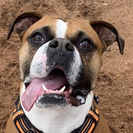 Boxers from Love and Loyalty Boxers