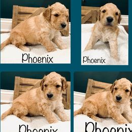 Goldendoodle Puppies from Cruella’s Doodles
