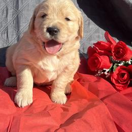 Golden Retriever and Shetland Sheepdog Puppies from Az K9 Companions