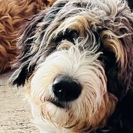 Bernedoodles and Poodles from Orange Blossom Poodles & Doodles