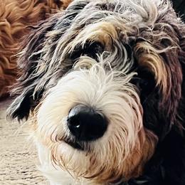 Bernedoodles and Poodles from Orange Blossom Poodles & Doodles