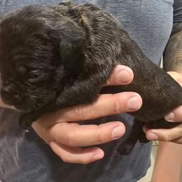 Yellow collar female - Black brindle female Cane Corso puppy in Granbury, Texas from La Muerte Corso Kennel