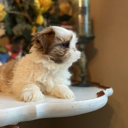 Boy 3 Little Lion - Red and white male Shih Tzu puppy in Troy, Michigan from "Shihtzu Best Friend"