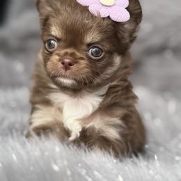 Twinkle - Chocolate and tan female Chihuahua puppy in Newport Beach, California from Exotic City Pomeranians and chihuahuas