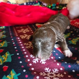Girl 3 - Brown female Corgipoo puppy in Junction, Utah from Sugar Doodles