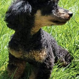 Poodles from Elite Poodle