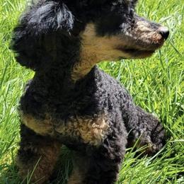 Poodles from Elite Poodle