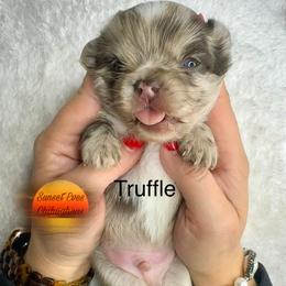 Chihuahua Puppies from Sunset Eves Chihuahuas