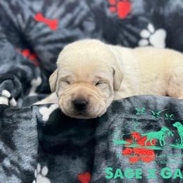 Teal collar - Yellow male Labrador Retriever puppy in Beaverdam, Virginia from Riverside Sunset Labrador Retrievers