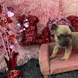 French Bulldog Puppies from The Frenchie Lady Co.