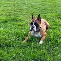 Benelli (Upcoming) - Boxer