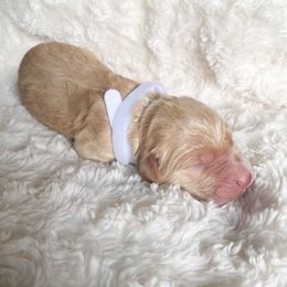 Goldendoodle Puppies from Peachy Doodles