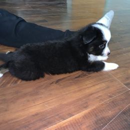 Toy Australian Shepherd Puppies from Desert Fox Aussies