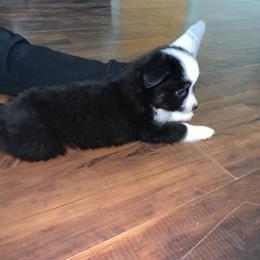 Toy Australian Shepherd Puppies from Desert Fox Aussies