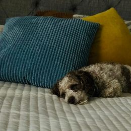 Goldendoodles and Poodles from Pleasant Ridge Doodles & Poodles