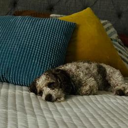 Goldendoodles and Poodles from Pleasant Ridge Doodles & Poodles