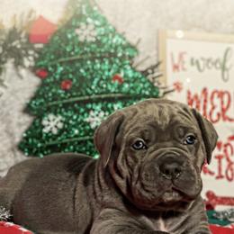 Cane Corso Puppies from Busch Kennels LLC