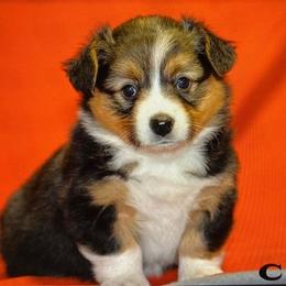 Pembroke Welsh Corgi Puppies from Donna's Pembroke Welsh Corgis