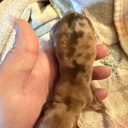 Dachshund Puppies from Witchy Woman’s Wiener’s