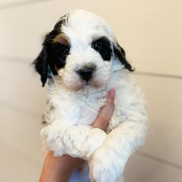 Luke - Tri-color male Bernedoodle puppy in Longview, Texas from Furry Tail Doodles