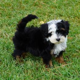 Reese BTF - Black tri-color female Aussiedoodle puppy in Lawton, Oklahoma from Lindsey’s Aussies