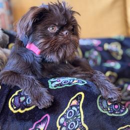 Brussels Griffon and French Bulldog All Grown Up from Team Grubb Frenchies / Grubb's Grumpy Griffs