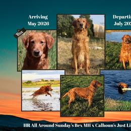 Golden Retriever puppies from Sutter Bay Retrievers