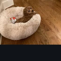 Cavapoo, Maltese, and Maltipoo All Grown Up from Carolina Canines