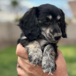 Girl 1 - Black and cream female Dachshund puppy in Casa Grande, Arizona from Short n Sassy Dachshunds of AZ